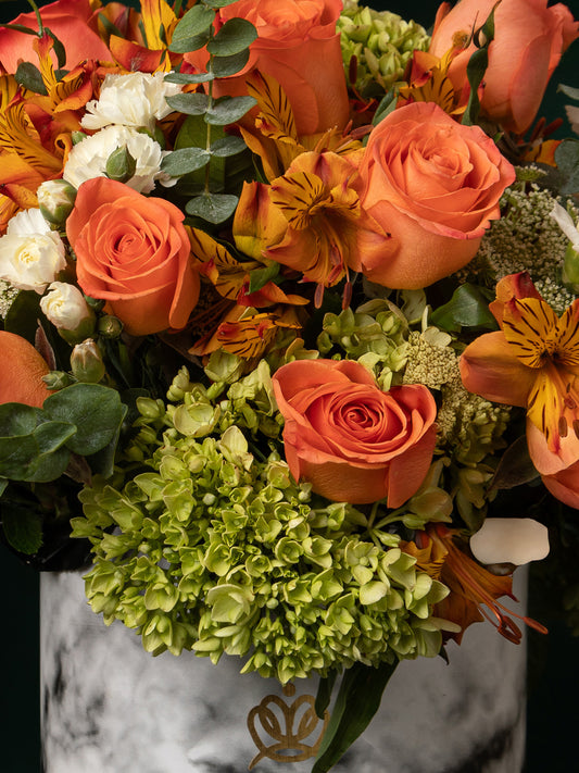 Box Emperador Maximiliano