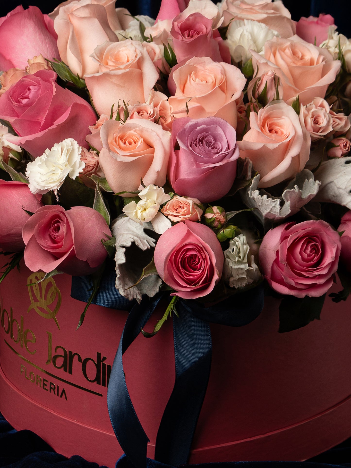 Box Isabel La Britanica